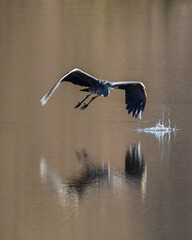 A Grey Heron reflected in the water as it flies low over  a lake in the Dordogne region of France