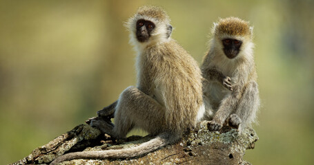 Two vervet monkeys perched on a branch looking at the camera in a natural setting outdoors