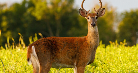 A deer standing in a field of yellow flowers with trees in the background on a sunny day outdoors
