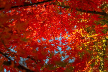 red autumn leaves