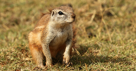 A ground squirrel standing upright in a grassy field looking alert and watchful in the sunlight © Faraz