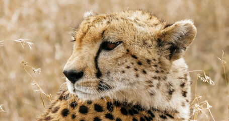 Close up portrait of a cheetah with a focused gaze in a grassy field during the daytime hours © Faraz
