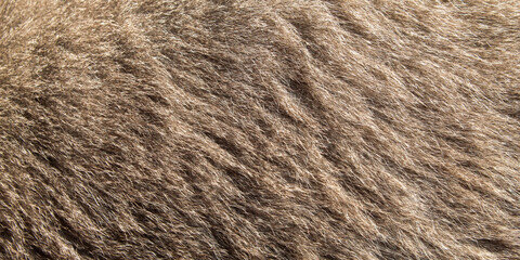Close up of the texture on a gray cat fur