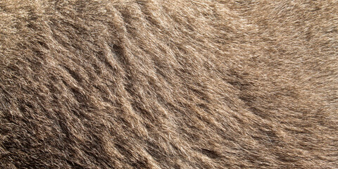Close up of the texture on a gray cat fur