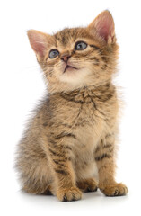 Fototapeta premium Cute Brown Tabby Kitten Looking Up Isolated