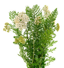Common Yarrow Plant Bouquet Isolated on White