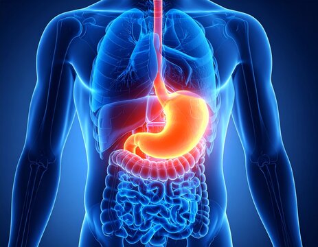 3D anatomical rendering of the human digestive system with a prominently highlighted orange stomach inside a translucent blue body.