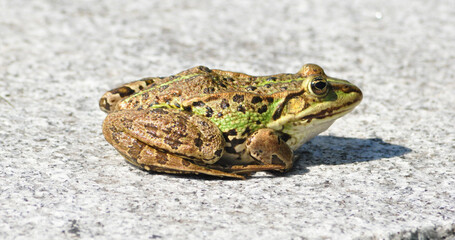 A close up of a green and brown frog sitting on a gray speckled surface in bright sunlight outdoors