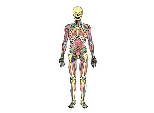 Detailed anatomical illustration of human musculature and skeletal system in pastel colors on a black background showcasing full body with intricate details of muscles and bones