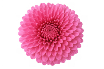 Pink chrysanthemum flower blooming with many layers of petals, isolated on transparent background, offering natural beauty