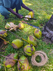 Gardener preparing milk coconuts for food. Healthy food in tropical areas.