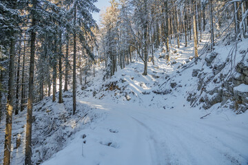 panoramica con vista su di una strada sterrata che attraversa un bosco naturale completamente innevato, tra le alte colline della Slovenia occidentale,  di pomeriggio, con meteo sereno, in inverno