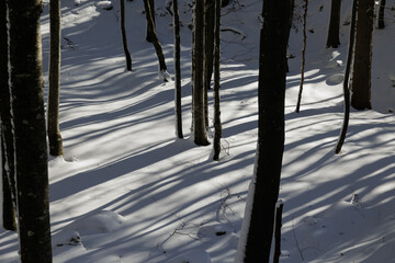 luce del sole che proietta ombre lunghe e nere degli alberi di un bosco di montagna, su un terreno bianco ed innevato © PhotoMet