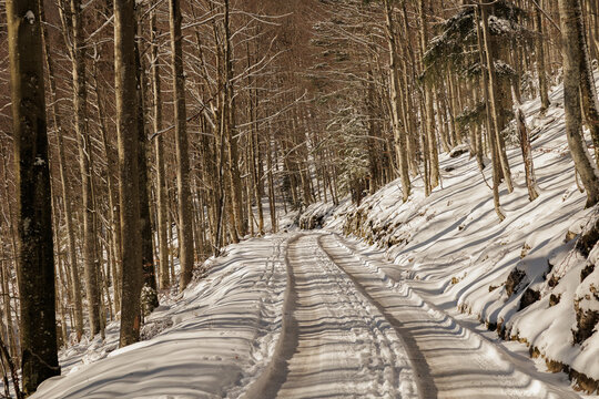 strada innevata, che passa in mezzo ad una fitta foresta con alberi misti, prevalentemente faggi, di mattina, in inverno, nelle alte colline della Slovenia occidentale