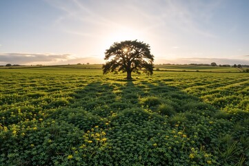 Obraz premium Majestic lone tree at sunset in lush green meadow