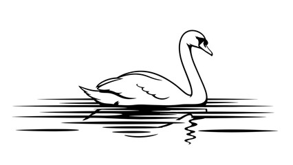 Elegant black and white swan gliding serenely on calm water with its graceful reflection shimmering below
