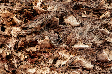 Close-up Palm Bark Texture — Warm Botanical Detail