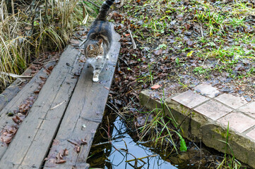 cat walking across a ditch © vectorass