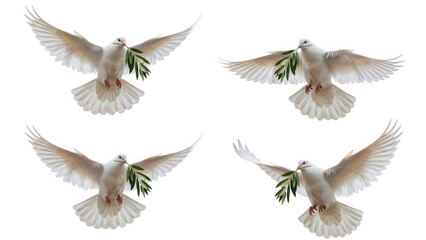 Obraz premium Four doves with olive branches isolated on transparent background