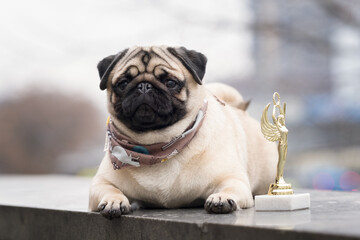 Pug Shanny