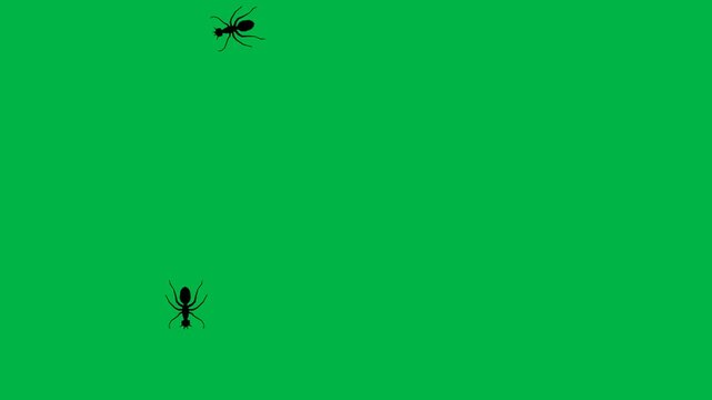 Swarm of black flies buzzing and flying around on green screen chromakey background. Creepy loopable 2d animated cartoon animation ideal for Halloween, horror, insect infestation, and disgusting