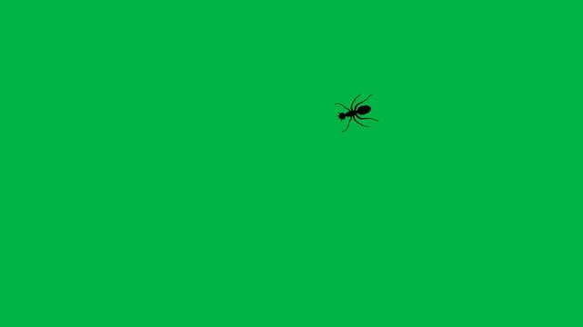 Single black fly crawling and moving slowly on green screen chromakey background. Realistic loopable 2d animated cartoon animation perfect for insect close-up, pest control videos, and creepy