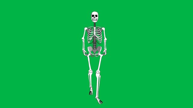 Dancing skeleton with happy moves on green screen chromakey background. Fun loopable 2d animated cartoon animation great for Halloween party, comedy horror, and cheerful undead character scenes.