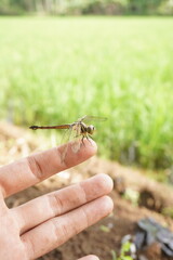 a dragonfly perched on a human finger