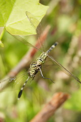 a cannibal dragonfly preys on and eats another dragonfly