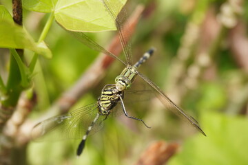 a cannibal dragonfly preys on and eats another dragonfly