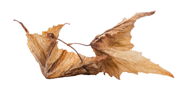 Two intricately detailed dried brown autumn leaves, connected by a delicate stem, showcasing nature's seasonal transition on a transparent background. background removed