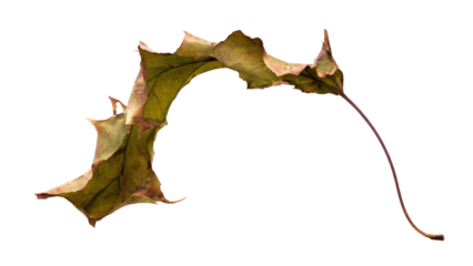 A single, dried, curled autumn leaf, predominantly brown and green, with its stem, isolated on a transparent transparent background. background removed