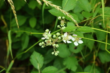 Wild blackberry flowers and buds growing among green summer foliage