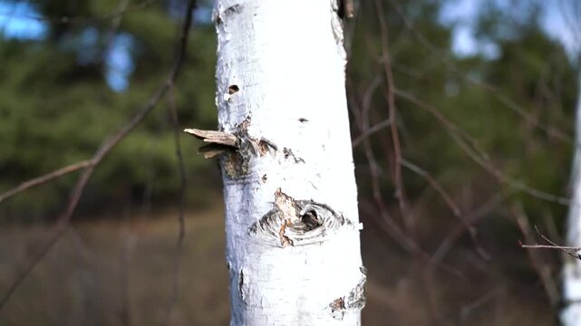 Slow tilt shot, knotted birch wood tree bark close up.