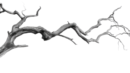 Detailed grayscale illustration of a gnarled, weathered tree branch with intricate wood grain and twisted forms, perfect for natural designs. background removed