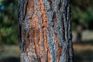 Fototapeta premium Pine tree bark , pinus sylvestris, close up shot for natural background.