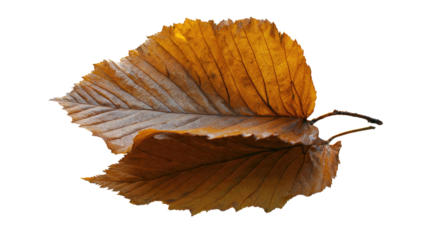 Two dry, textured autumn leaves, one slightly overlapping the other, showcasing rich brown and orange hues with prominent veins. background removed