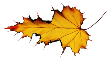 Vibrant, backlit autumn maple leaf displaying beautiful yellow and orange colors, intricate veins, and a serrated edge against a transparent background. background removed