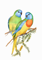 Colorful parrot illustration. Tropical bird.