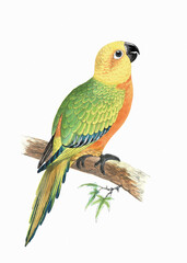 Colorful parrot illustration. Tropical bird.