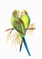 Colorful parrot illustration. Tropical bird.