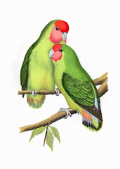 Colorful parrot illustration. Tropical bird.