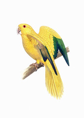 Colorful parrot illustration. Tropical bird.