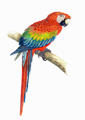 Colorful parrot illustration. Tropical bird.