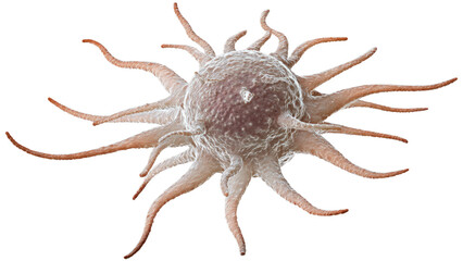A highly detailed 3D rendering of an activated human platelet, showcasing its numerous filopodia and intricate surface. background removed