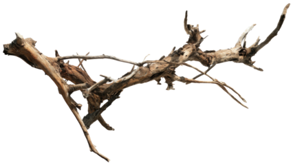 A beautifully gnarled, weathered piece of natural driftwood or tree root with intricate branches and texture, isolated on a background. background removed