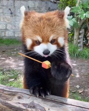 red panda eating apples 
