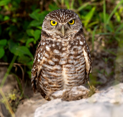 Burrowing Owl on a rock