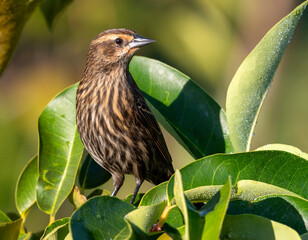 Female Red winged Blackbird perched in the leaves