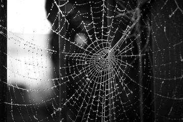 Naklejka premium Spinnennetz im Frost mit Wassertropfen